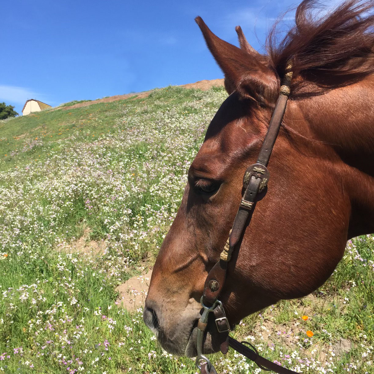 Horse on California hill image