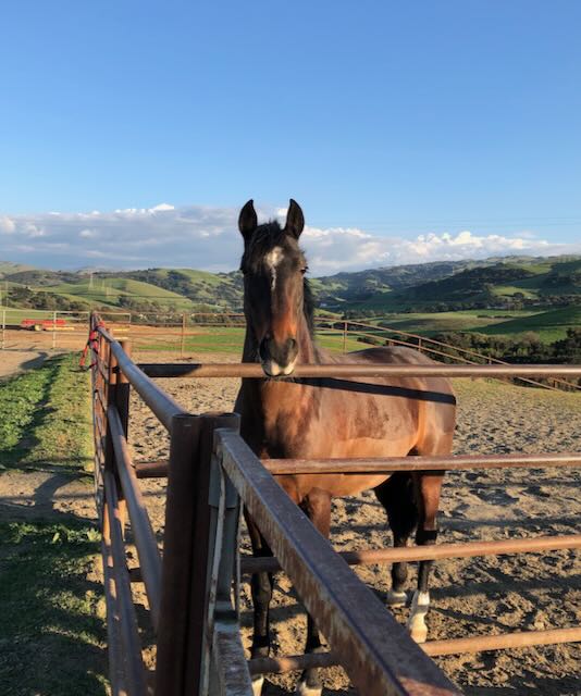 Spanish horse in pasture