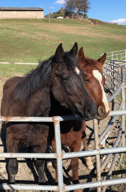 Colts in pasture