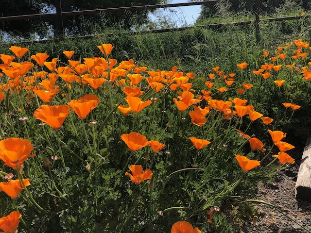 California Poppies