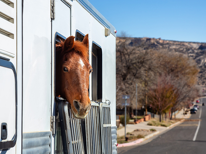 Horse looking out from a window during a sunny day.