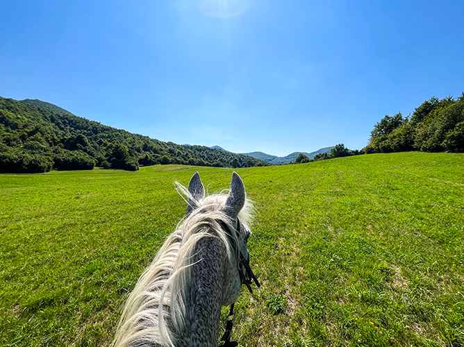 horse on bright sunny day