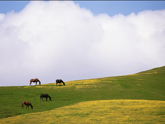 Horses grazing in a meadow,United States,Lush grazing for horses in the meadows of California.