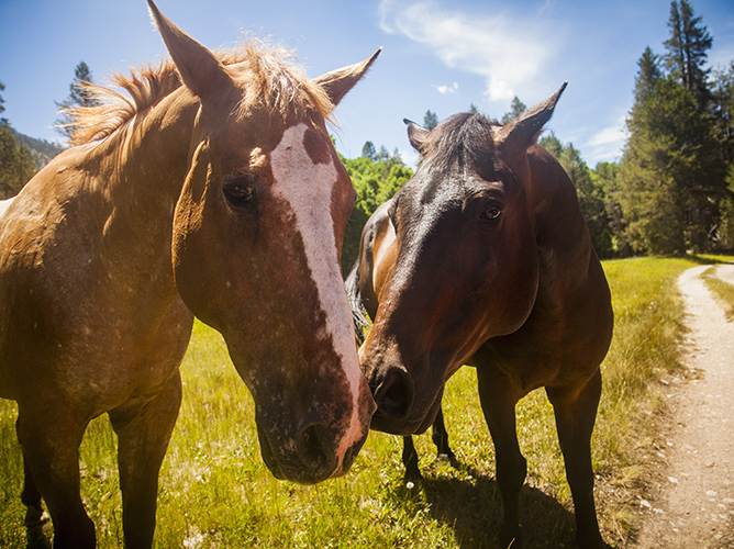 closeup of horses