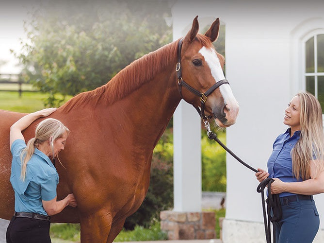 photo of horse with veterinarian and handler